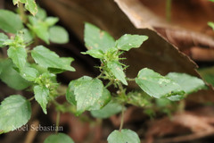 Acalypha brachystachya